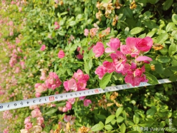 安吉拉月季盆栽苗，60厘米高基地发货