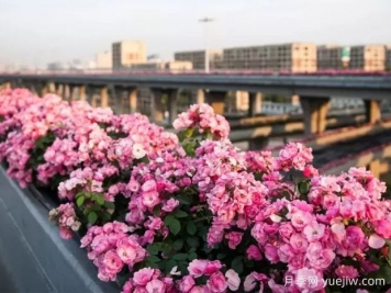 杭州高架月季实现定期开花，是如何进行花期调控的？