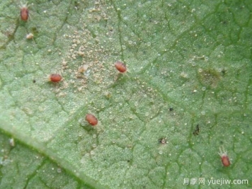 月季常见病虫害之红蜘蛛的习性和防治措施