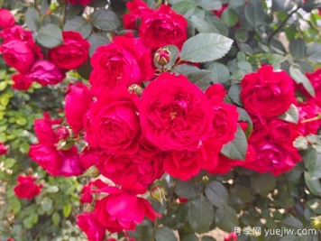 6款红色系的藤本月季品种，适合打造网红花墙