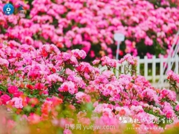 2024年第二届杭州市月季花展举办，赏500万株月季