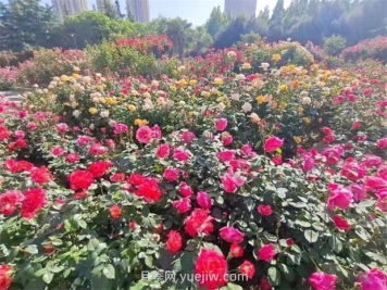 郑州月季公园40万株月季竞相绽放，感受花漾生活