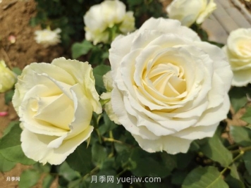 十一朵白玫瑰的花语和寓意