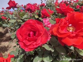 月季、玫瑰、蔷薇分别是什么？如何区别？