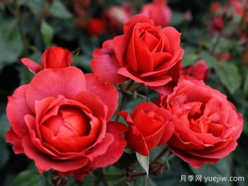 21朵玫瑰：不只是浪漫，还藏着这些深意