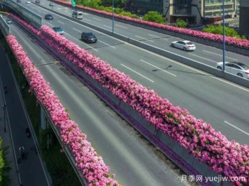 杭州高架月季初开，2024年又到走花路时间