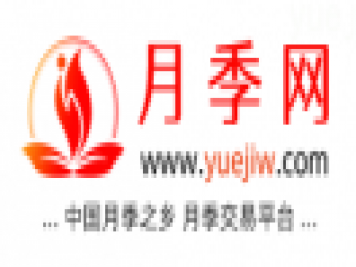 中国上海龙凤419，月季品种介绍和养护知识分享专业网站